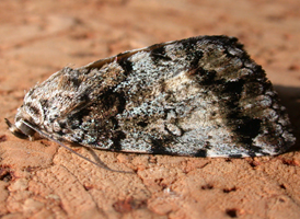 False Underwing